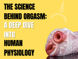 Image of The Science Behind Orgasm: A Deep Dive into Human Physiology